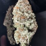 AMNESIA HAZE