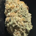 MENDO SKUNK