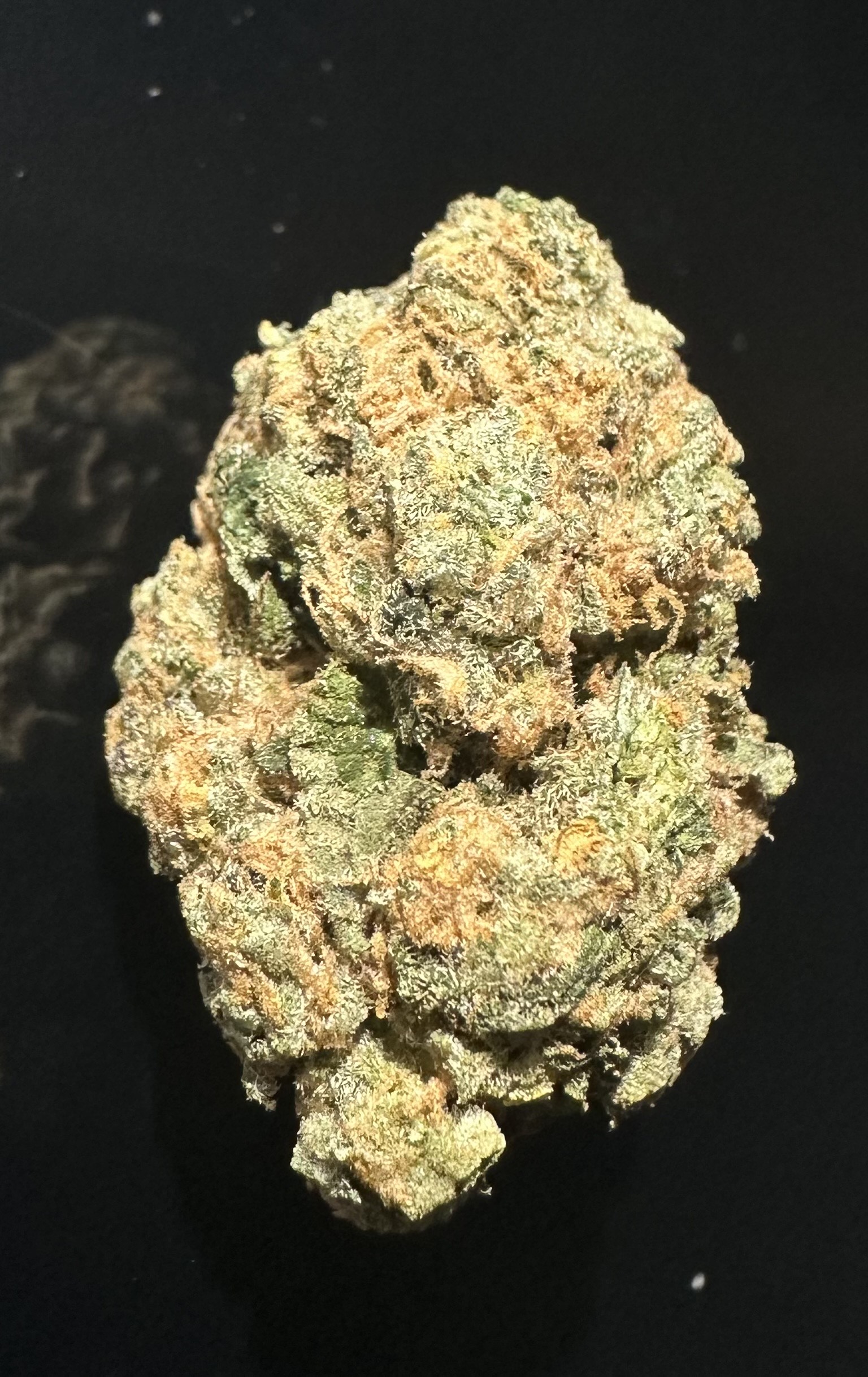 GORILLAOGNOV2025 GORILLA OG - Image 1