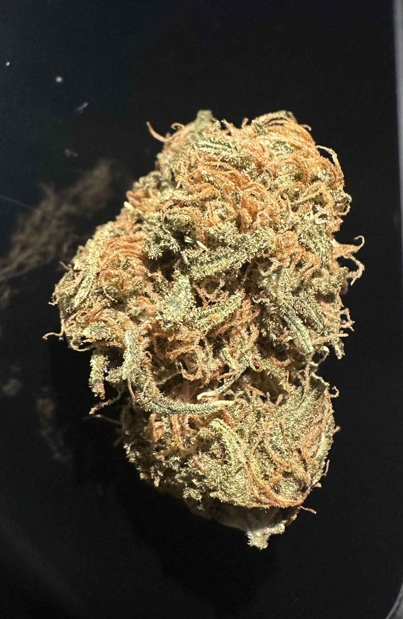 HINDUKUSHNOV2025 HINDU KUSH - Image 1