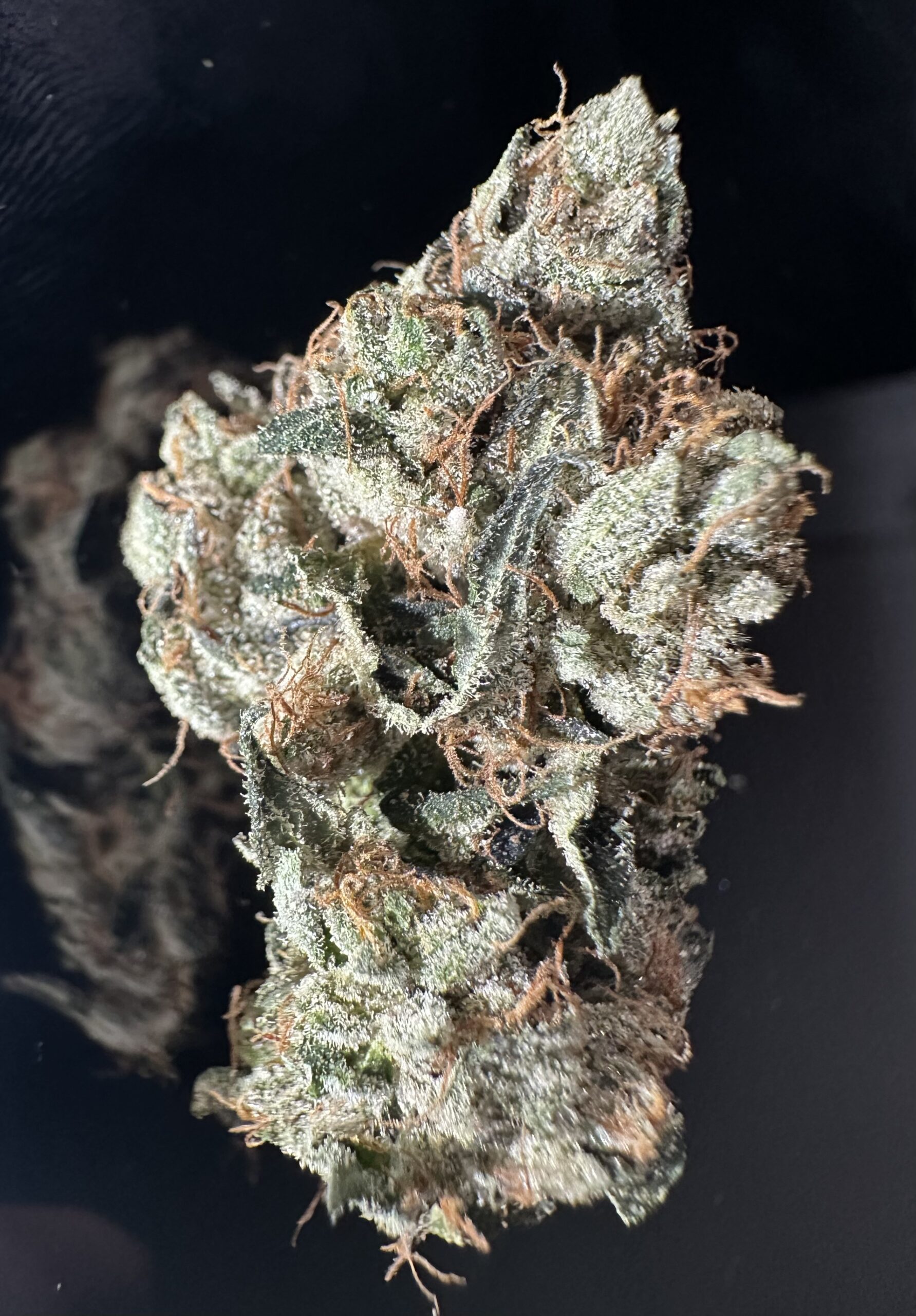 GORILLAJUICEFEB26 GORILLA JUICE - Image 1