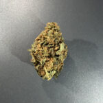 JACK HERER