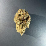 PINK BUBBA