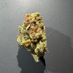 BLACK DOMINA